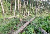 Tạm đình chỉ một Chủ tịch xã do để xảy ra phá rừng trên địa bàn