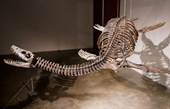 Đấu giá bộ xương khủng long hóa thạch quái vật hồ Loch Ness