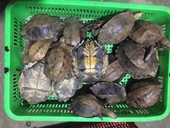 13 năm tù cho 2 đối tượng buôn bán cá thể rùa quý hiếm