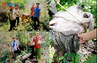 Vụ án phá rừng từ điều tra của Báo Bảo vệ pháp luật Khởi tố thêm 4 bị can