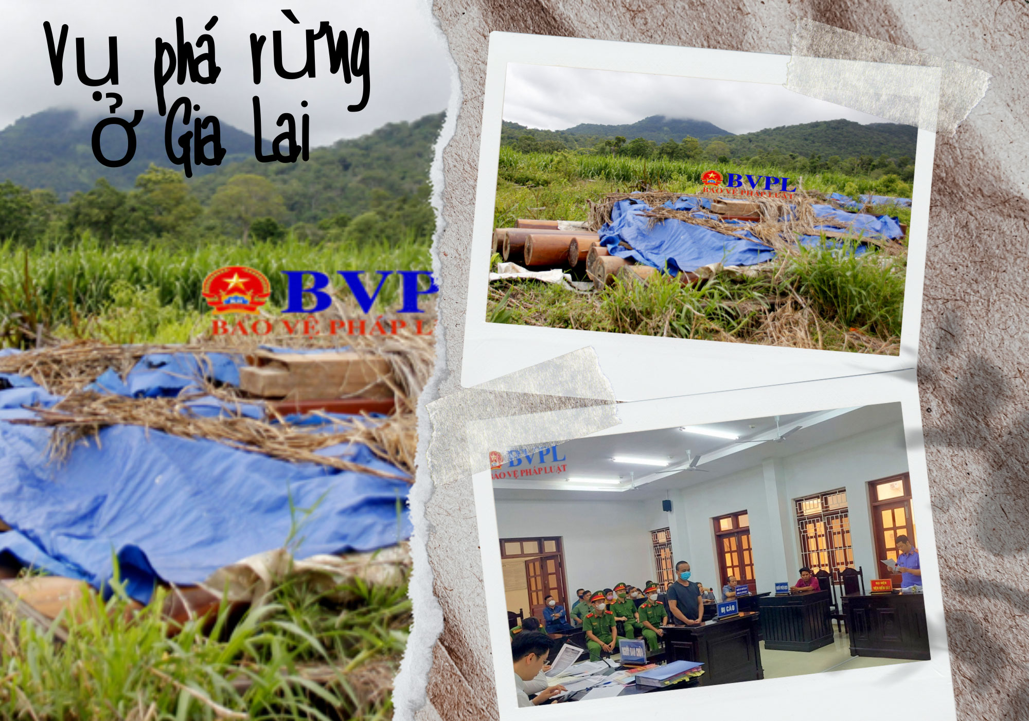 Chuyện chưa kể về hành trình điều tra đưa nhóm lâm tặc ra Toà của Báo Bảo vệ pháp luật