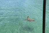 Xuất hiện cá thể rùa biển quý tại biển Cô Tô
