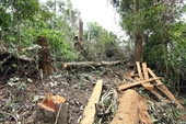 Hành vi chặt phá rừng và khai thác khoáng sản trái phép xử lý như thế nào