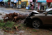 Xe ô tô con húc cây cổ thụ khiến cây đổ chắn ngang đường, tài xế bị thương