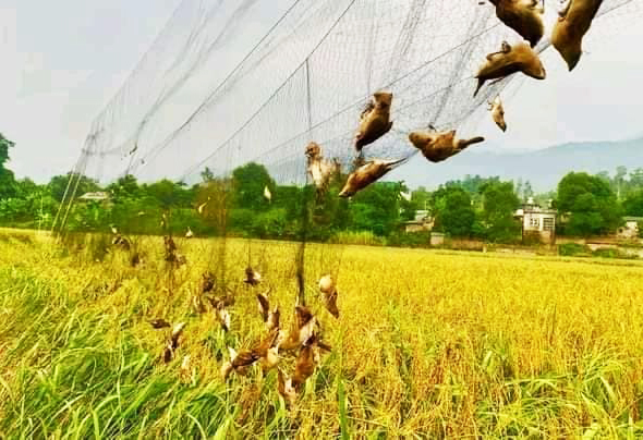 Nhiều tỉnh miền Trung khuyến cáo người dân không mua, bán các loài chim hoang dã để phóng sinh