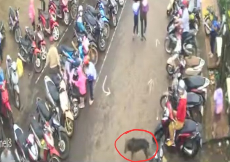 Thông tin thêm vụ chó lạ cắn hai học sinh bị thương ngay tại cổng trường