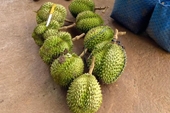Phê chuẩn khởi tố người đàn ông cắt trộm 9 quả sầu riêng ở Đắk Lắk