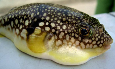 Ăn cá nóc nấu cánh chua, 3 người ngộ độc, 1 người đã tử vong