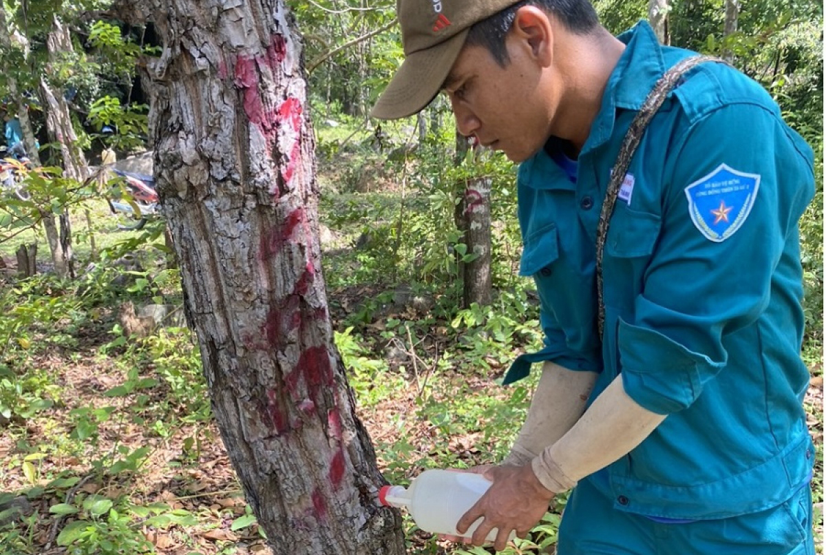 Rừng phòng hộ bị đầu độc bằng hóa chất, tỉnh Ninh Thuận yêu cầu điều tra làm rõ