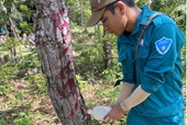 Rừng phòng hộ bị đầu độc bằng hóa chất, tỉnh Ninh Thuận yêu cầu điều tra làm rõ