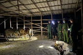 Tạm giữ đối tượng vận chuyển lậu gia súc từ biên giới Campuchia vào Việt Nam