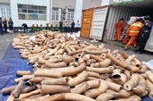 Chống buôn bán động vật hoang dã “Cuộc chiến” chưa có hồi kết