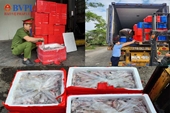 Phát hiện xe tải vận chuyển 4,5 tấn cá khoai ướp phoóc môn đến nhà hàng