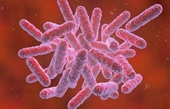 Nữ bệnh nhân ở Quảng Nam tử vong do nhiễm vi khuẩn ăn thịt người