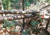 Kiểm sát vụ khai thác lâm sản trái phép và hủy hoại rừng