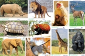 Chính phủ bãi bỏ quy định dừng nhập khẩu động vật hoang dã