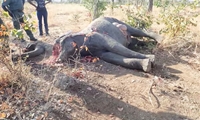 Vén màn bí ẩn hiện tượng voi châu Phi chết hàng loạt