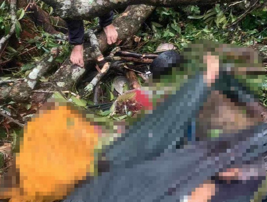Đắk Lắk Ba người bị cây đè tử vong ở trong rừng