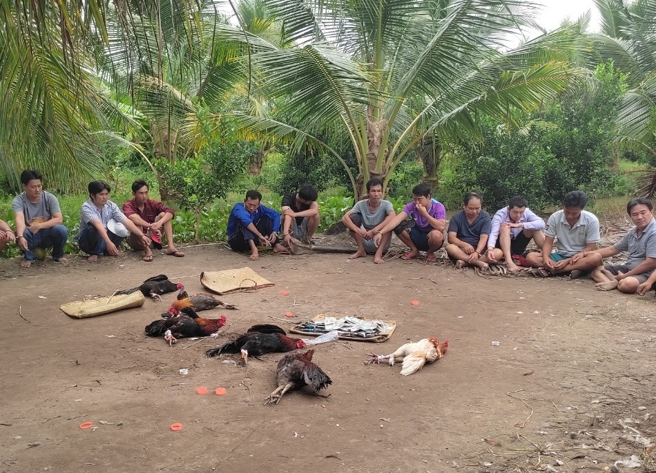 Triệt xóa tụ điểm đá gà ăn tiền ẩn nấp sâu trong vườn dừa