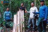 Vào rừng khai thác gỗ quy mô lớn, 4 đối tượng “dính” vòng lao lý