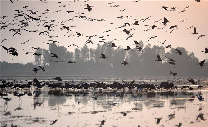 Đàn cò hàng nghìn con xuất hiện ở Đồng Tháp