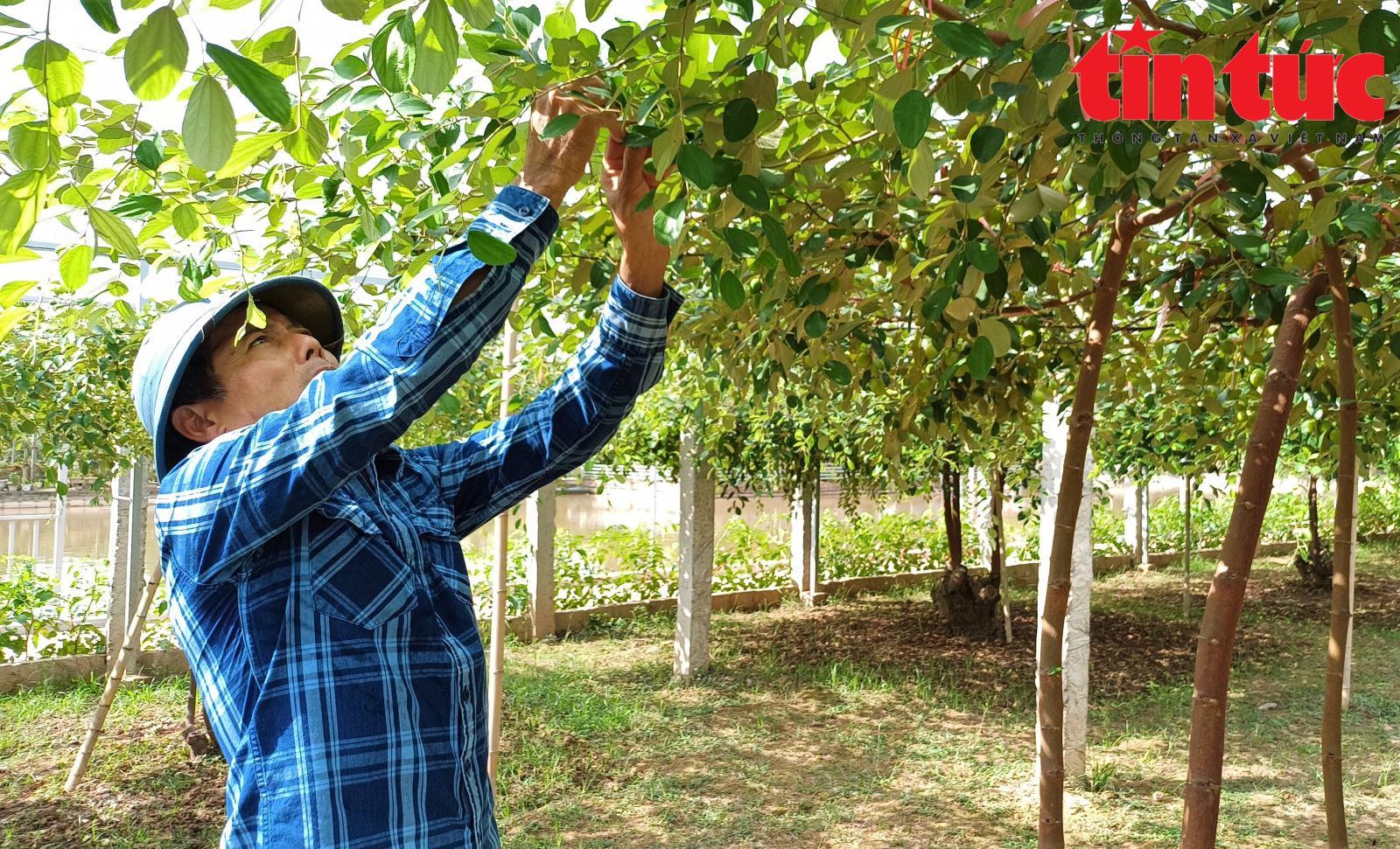 Táo muối Bàng La được mùa, sẵn sàng đón Tết