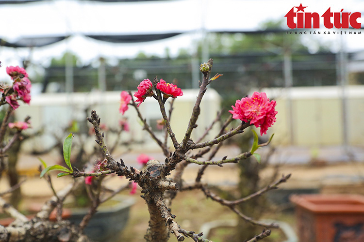 Đào thất thốn sang chảnh nằm điều hòa chờ Tết