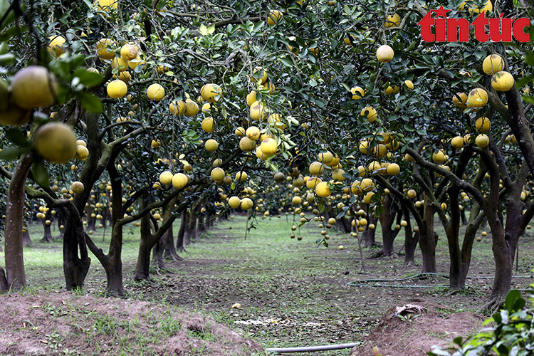 Người trồng bưởi Diễn Hà Nội đau đầu chống chọi ’bưởi tặc’