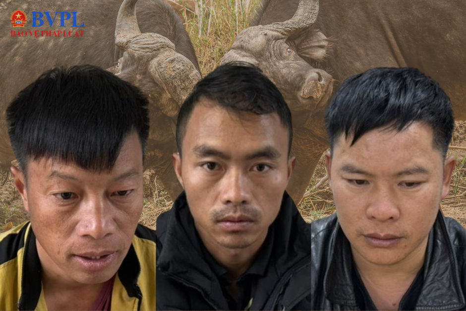 Tạm giữ 3 người đàn ông phố núi sát phạt bằng hình thức chọi trâu