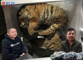 Phát hiện 2 đối tượng ở Hương Sơn - Hà Tĩnh tàng trữ 7 con hổ đông lạnh