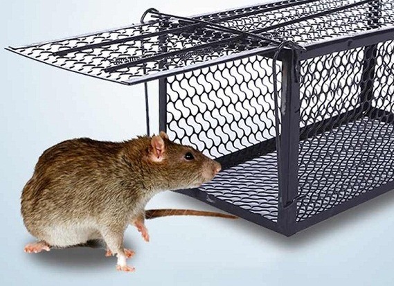 Bẫy chuột phá lúa nhưng gây án mạng chết người