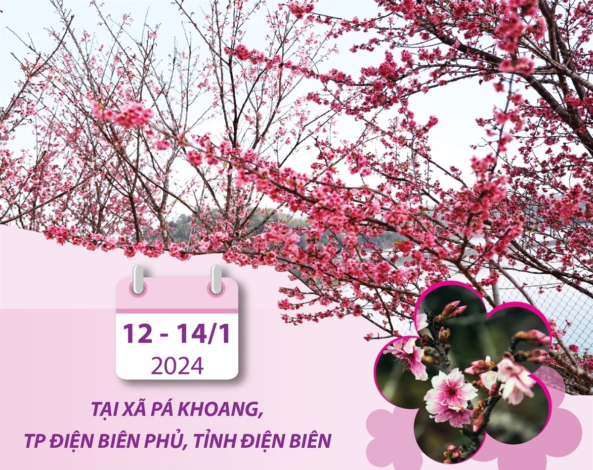Lễ hội Hoa anh đào - Điện Biên Phủ năm 2024