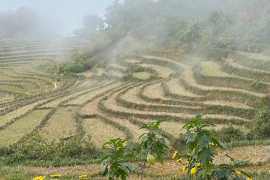 Sin Suối Hồ mùa hoa dã quỳ