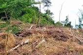 Kiến nghị Công ty Lâm nghiệp Kông H’dé tăng cường công tác quản lý, bảo vệ rừng