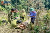 VKSND huyện Hướng Hóa kiểm sát khám nghiệm hiện trường vụ hủy hoại rừng