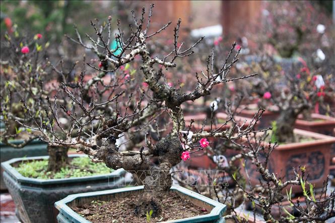 Đào Thất Thốn khoe sắc đón Xuân