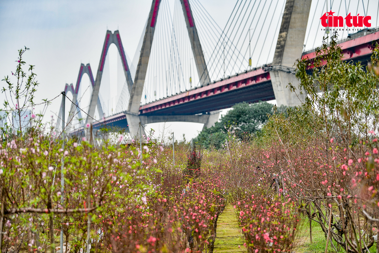 Sắc đào nhuộm thắm bãi bồi sông Hồng dưới chân cầu Nhật Tân