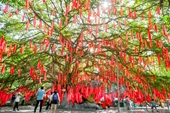 TP Hồ Chí Minh Giới trẻ đổ xô check-in với cây ước nguyện 300 tuổi