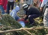 Người phụ nữ ở Đắk Lắk bị cây đè tử vong ngày mồng 4 Tết