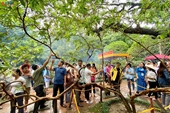 Du khách hiếu kỳ về những cây kỳ bí trong di tích Lam Kinh