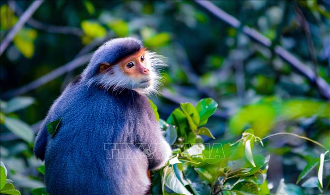 Vẻ đẹp của voọc Chà vá chân nâu hút khách du lịch quốc tế đến Đà Nẵng