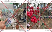 Ngăn chặn nạn chặt phá, mua bán cây hoa Đỗ Quyên hoang dã ở Lai Châu