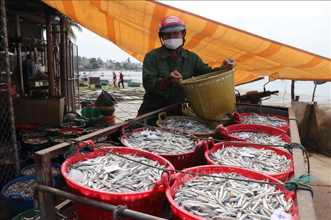 Các lò hấp cá cơm ở Quảng Ngãi đỏ lửa những ngày đầu năm