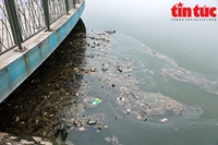 Cá chết bốc mùi hôi tại hồ nước công viên Thiên văn học