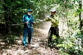 Tăng cường phòng, chống cháy rừng ở huyện Hàm Thuận Bắc