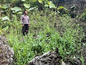 Người đàn ông trồng hơn 1 500 cây thuốc phiện để “làm thuốc chữa bệnh”
