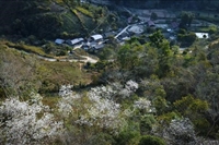 Tháng ba về - mùa ban bung nở trắng rừng Điện Biên