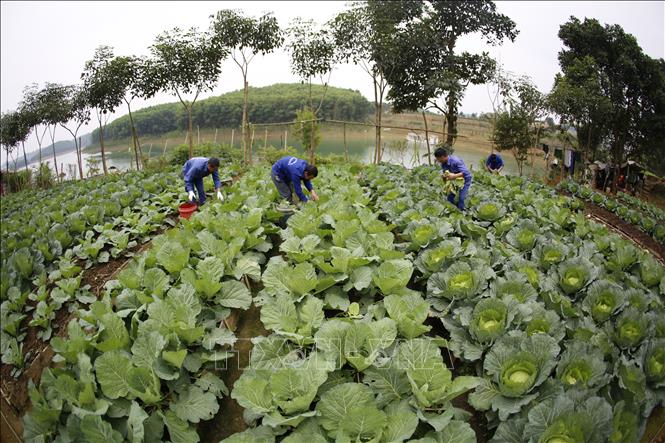 Cuộc sống trên đảo cai nghiện giữa lòng hồ Thác Bà