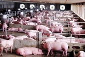 Công ty chăn nuôi Chánh Phong bị xử phạt 600 triệu đồng vì xả bẩn ra môi trường