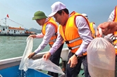 Hơn 1 triệu con giống thủy sản được thả tại vùng biển Cát Bà